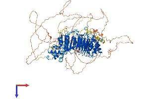 FBXO38 Protein (AA 1-1194) (His tag)