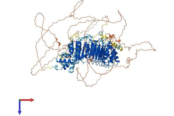 FBXO38 Protein (AA 1-1194) (His tag)