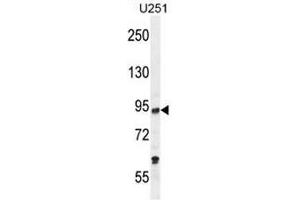 PCAF Antibody (C-term) western blot analysis in U251 cell line lysates (35µg/lane).