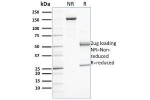 SDS-PAGE Analysis Purified PD-L1 Mouse Monoclonal Antibody (PDL1/2743). (PD-L1 Antikörper  (AA 39-191))