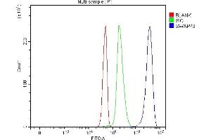 Flow Cytometry analysis of Jurkat cells using anti-SWAP70 antibody (ABIN7600201). (SWAP70 Antikörper  (AA 161-292))