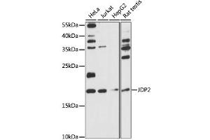 Western blot analysis of extracts of various cell lines, using JDP2 antibody (ABIN6291167) at 1:1000 dilution. (JDP2 Antikörper)