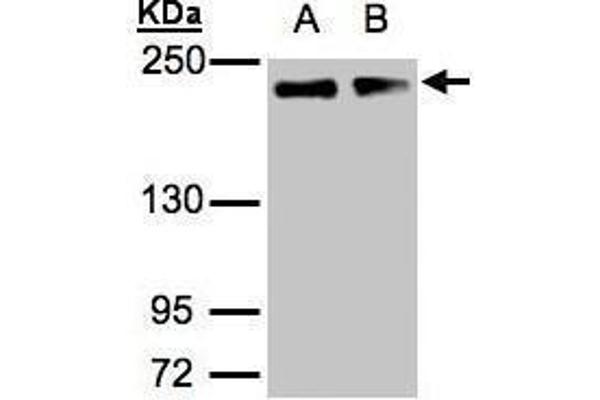 Golgin A3 anticorps  (C-Term)