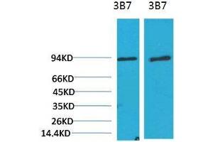 Western Blot (WB) analysis of 1)3T3, 2) Rat LiverTissue with PI3 Kinase P85alpha Mouse Monoclonal Antibody diluted at 1:2000. (PIK3R1 Antikörper)