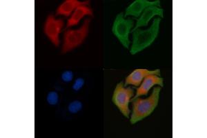 ABIN6258553 and ABIN6275340 staining Hela cells by IF/ICC.