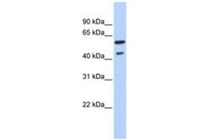 Image no. 1 for anti-Thyroid Hormone Receptor, beta (THRB) (C-Term) antibody (ABIN6742740)
