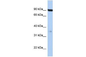 WB Suggested Anti-FAS Antibody Titration: 0. (FAS Antikörper  (Middle Region))