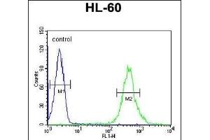 CRIP1 Antibody (C-term) (ABIN650905 and ABIN2839990) flow cytometric analysis of HL-60 cells (right histogram) compared to a negative control cell (left histogram).