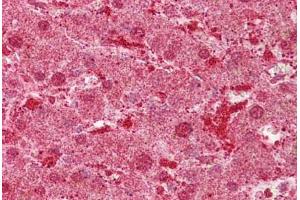 Anti-MST1 antibody IHC staining of human liver. (MST1 Antikörper  (AA 540-589))