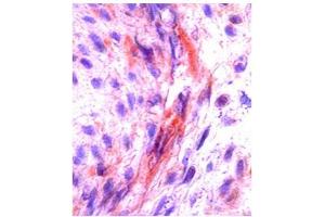 Immunofluorescence (IF) image for anti-Colony Stimulating Factor 1 (Macrophage) (CSF1) (Middle Region) antibody (ABIN2781824)
