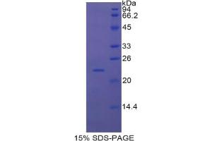 SDS-PAGE analysis of Mouse Interferon alpha 7 Protein. (IFNA7 Protein)