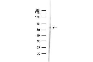anti-Polymerase (RNA) III (DNA Directed) Polypeptide C (62kD) (POLR3C) (Internal Region) antibody