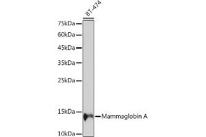 Western blot analysis of extracts of BT-474 cells, using Mammaglobin A Rabbit mAb (ABIN7270186) at 1:1000 dilution. (Mammaglobin A Antikörper)