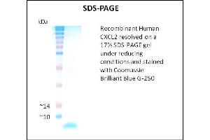 SDS-PAGE (SDS) image for Chemokine (C-X-C Motif) Ligand 2 (CXCL2) (Active) protein (ABIN5509317)