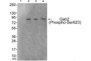 Western blot analysis of extracts from 293 cells (Lane 2), HeLa cells (Lane 3) and HepG2 cells (Lane 4), using Gab2 (Phospho-Ser623) Antibody. (GAB2 Antikörper  (pSer623))