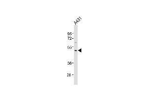 Anti-P23A Antibody (C-Term)at 1:1000 dilution + A431 whole cell lysates Lysates/proteins at 20 μg per lane. (MMP23A Antikörper  (AA 328-362))