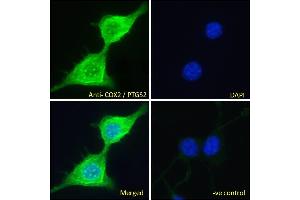 ABIN184672 Immunofluorescence analysis of paraformaldehyde fixed NIH3T3 cells, permeabilized with 0. (PTGS2 Antikörper  (C-Term))