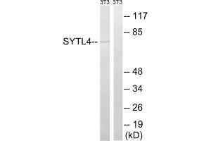 Western blot analysis of extracts from 3T3 cells, using SYTL4 antibody. (SYTL4 Antikörper  (Internal Region))
