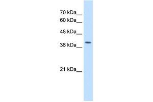 WB Suggested Antibody Titration:  2. (STRAP Antikörper  (C-Term))