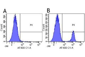 Flow-cytometry using anti-CD19 antibody HD37   Human lymphocytes were stained with an isotype control (panel A) or the rabbit-chimeric version of HD37 ( panel B) at a concentration of 1 µg/ml for 30 mins at RT. (Rekombinanter CD19 Antikörper)