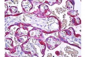 Anti-MFGE8 / MFG-E8 antibody IHC of human placenta, trophoblast. (MFGE8 Antikörper)