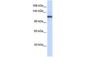Western Blotting (WB) image for anti-Phospholipase A2, Group IVB (Cytosolic) (PLA2G4B) antibody (ABIN2458326) (PLA2G4B Antikörper)
