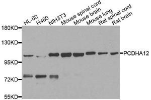Western blot analysis of extracts of various cells, using PCDHA12 antibody.