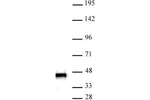 SMARCB1 antibody (mAb) (Clone 2C2) tested by Western blot. (SMARCB1 Antikörper)