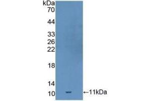Detection of Recombinant GDF10, Mouse using Polyclonal Antibody to Growth Differentiation Factor 10 (GDF10) (GDF10 Antikörper  (AA 339-477))
