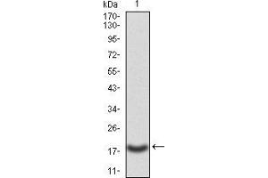 Western blot analysis using CASP3 mAb against human CASP3 (AA: 29-175) recombinant protein.