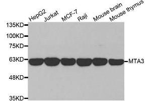 Western blot analysis of extracts of various cell lines, using MTA3 antibody. (MTA3 Antikörper  (AA 40-330))