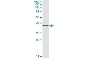 Western Blotting (WB) image for anti-Nuclear Receptor Subfamily 0, Group B, Member 2 (NR0B2) (AA 1-257) antibody (ABIN521893)