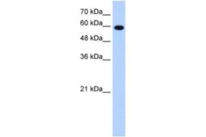 Western Blotting (WB) image for anti-Stress-Induced-phosphoprotein 1 (STIP1) antibody (ABIN2462951) (STIP1 Antikörper)
