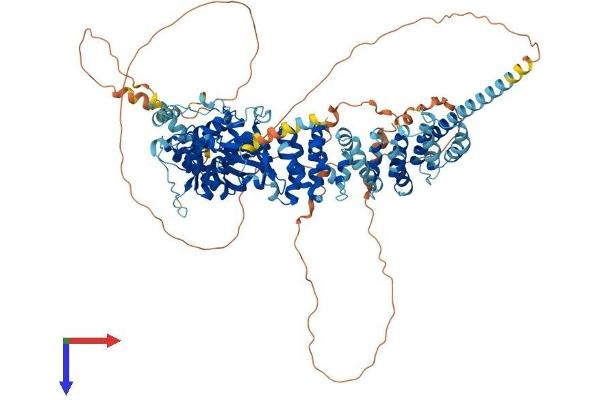 SCYL2 Protein (AA 1-930) (His tag)
