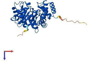 NPL Protein (AA 1-320) (His tag)