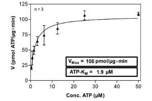 Image no. 1 for Met Proto-Oncogene (MET) (Tyr1230Ala-Mutant) (Active) protein (ABIN5570747) (c-MET Protein (Tyr1230Ala-Mutant))