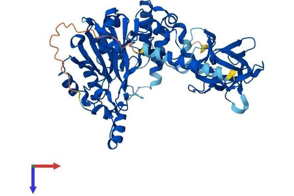 Galnt1 Protein (AA 1-559) (His tag)