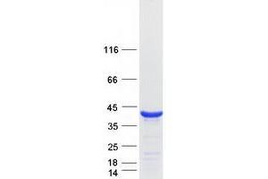 Validation with Western Blot (C16orf72 Protein (Myc-DYKDDDDK Tag))