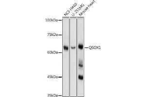 Western blot analysis of extracts of various cell lines, using QSOX1 antibody (ABIN1682419, ABIN3018481 and ABIN7101617) at 1:1000 dilution. (QSOX1 Antikörper)