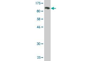 Western Blot detection against Immunogen (91. (SNX9 Antikörper  (AA 1-595))