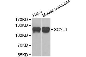 Western blot analysis of extracts of various cell lines, using SCYL1 Antibody (ABIN5974072) at 1/1000 dilution. (SCYL1 Antikörper)
