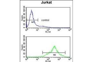 CS Antibody (N-term) (ABIN653334 and ABIN2842822) flow cytometry analysis of Jurkat cells (bottom histogram) compared to a negative control cell (top histogram). (CSPP1 Antikörper  (N-Term))