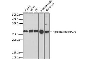 Western blot analysis of extracts of various cell lines, using Hippocalcin (HPCA) (HPCA) Rabbit mAb (ABIN7267653) at 1:1000 dilution. (Hippocalcin Antikörper)