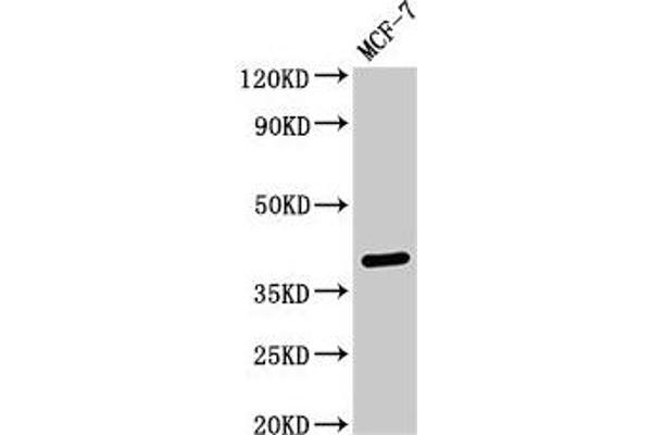 SFRP4 Antikörper  (AA 293-346)