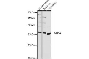 Western blot analysis of extracts of various cell lines, using G6PC3 antibody (ABIN7267401) at 1:1000 dilution.