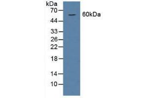 Figure. (BMP6 Antikörper  (AA 375-502))