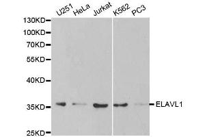 Western Blotting (WB) image for anti-ELAV (Embryonic Lethal, Abnormal Vision, Drosophila)-Like 1 (Hu Antigen R) (ELAVL1) (AA 1-326) antibody (ABIN3022231)