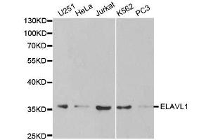 Western blot analysis of extracts of various cell lines, using ELAVL1 antibody. (ELAVL1 Antikörper  (AA 1-326))