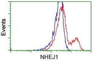 HEK293T cells transfected with either RC203393 overexpress plasmid (Red) or empty vector control plasmid (Blue) were immunostained by anti-NHEJ1 antibody (ABIN2453925), and then analyzed by flow cytometry. (NHEJ1 Antikörper)