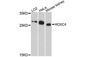 Western blot analysis of extracts of various cell lines, using HOXC4 antibody (ABIN5996490) at 1:3000 dilution. (HOXC4 Antikörper)